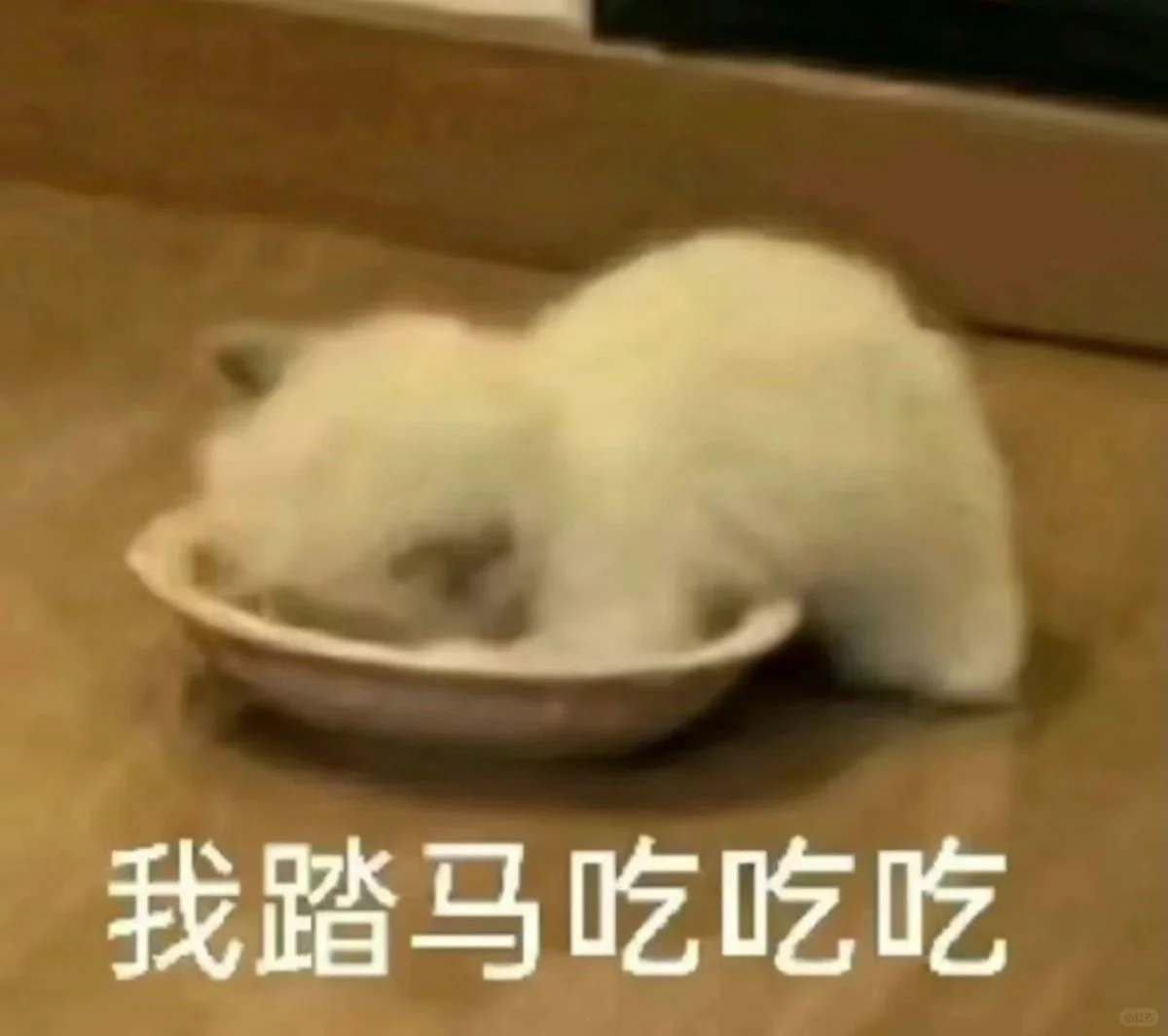 精神状态大起大落‖猫咪表情包