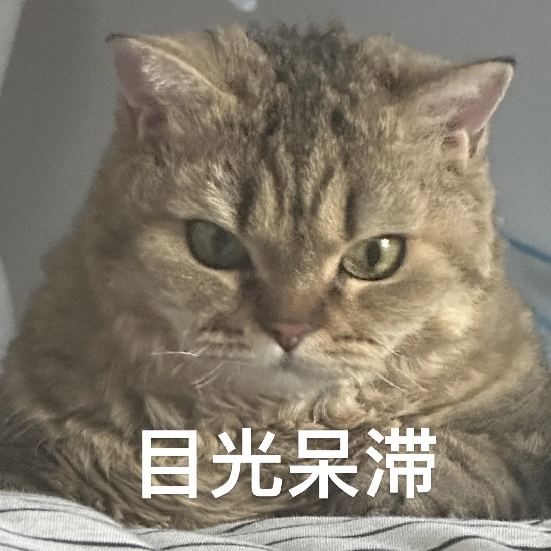 小猫表情包|我周一的态度