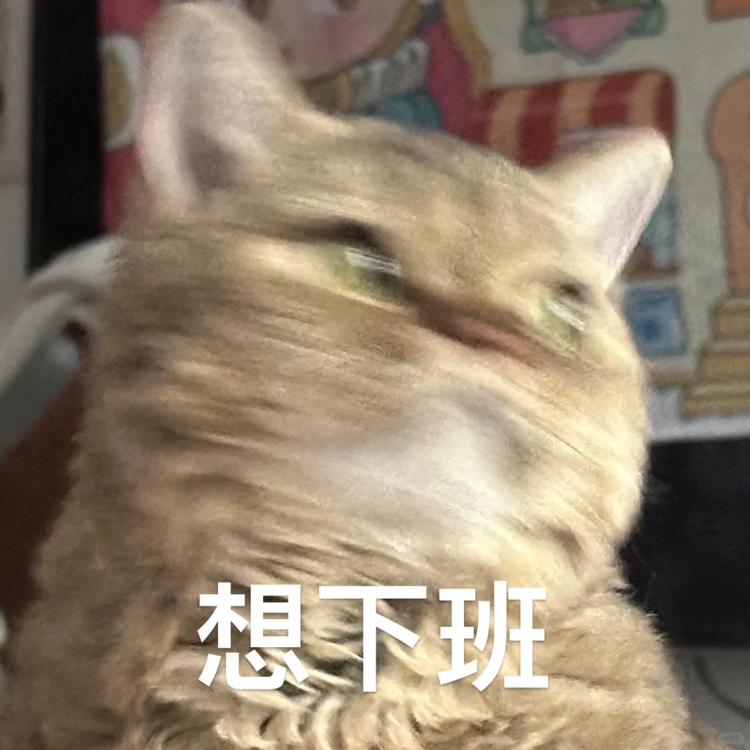 小猫表情包|我周一的态度