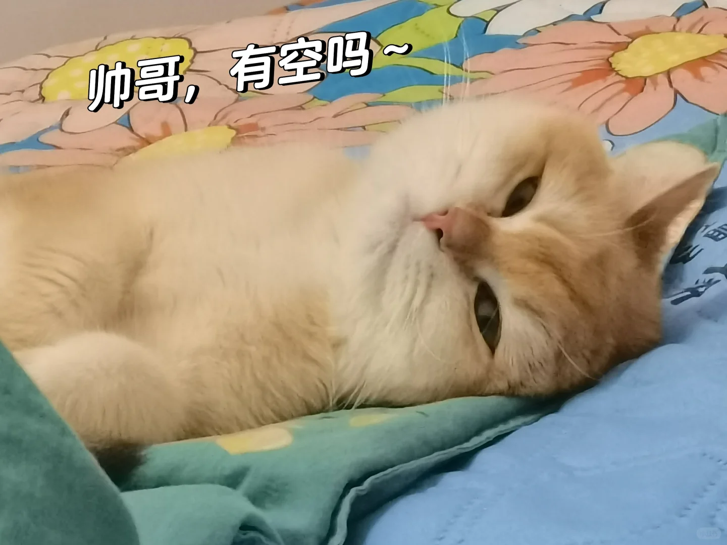 谁能拒绝小猫咪呢，猫咪表情包