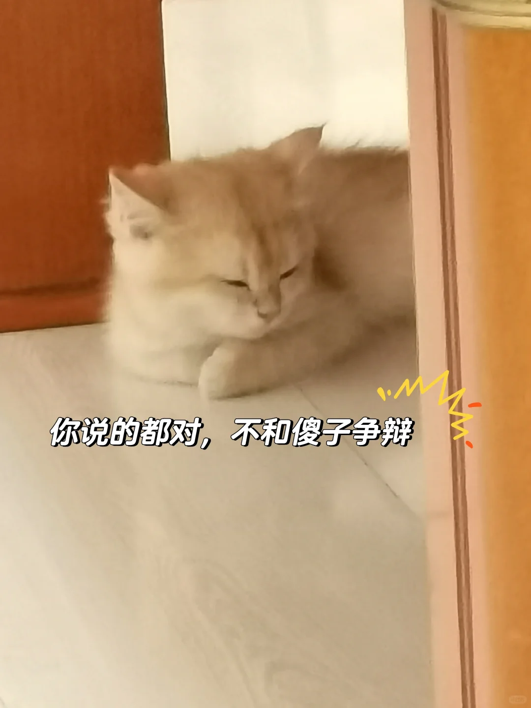 谁能拒绝小猫咪呢，猫咪表情包