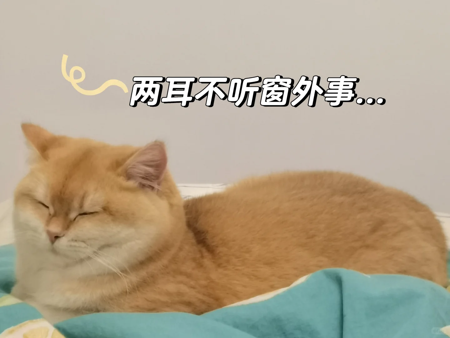 谁能拒绝小猫咪呢，猫咪表情包