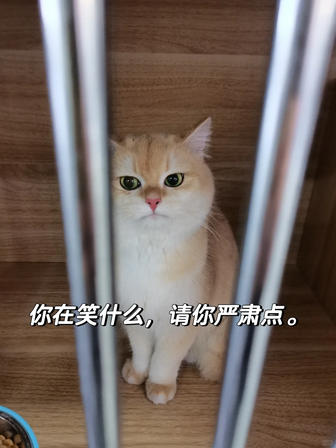 谁能拒绝小猫咪呢，猫咪表情包