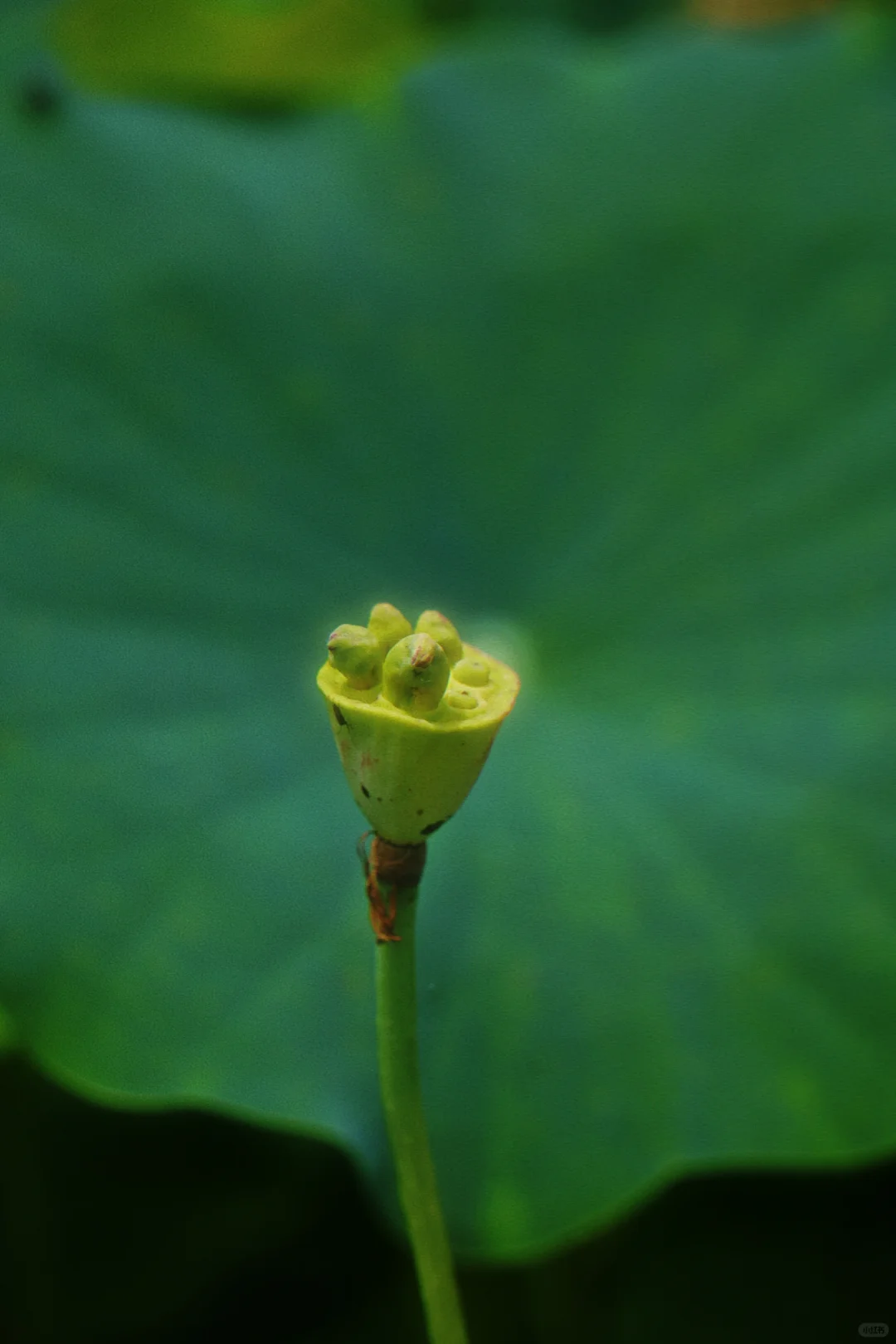 夏日荷花