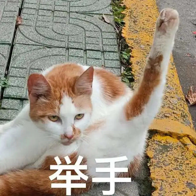 上师大小猫咪第一弹表情包来咯