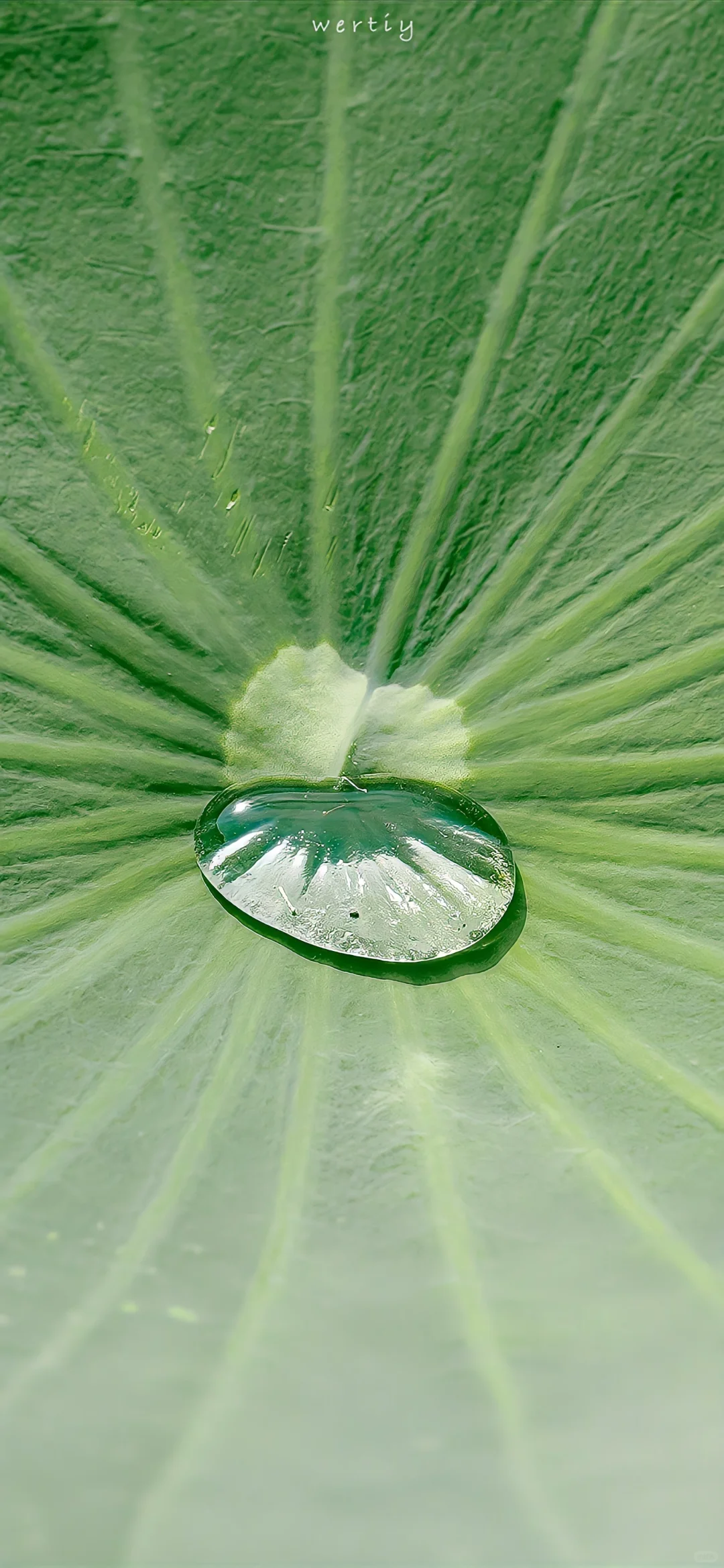 荷花壁纸合集?