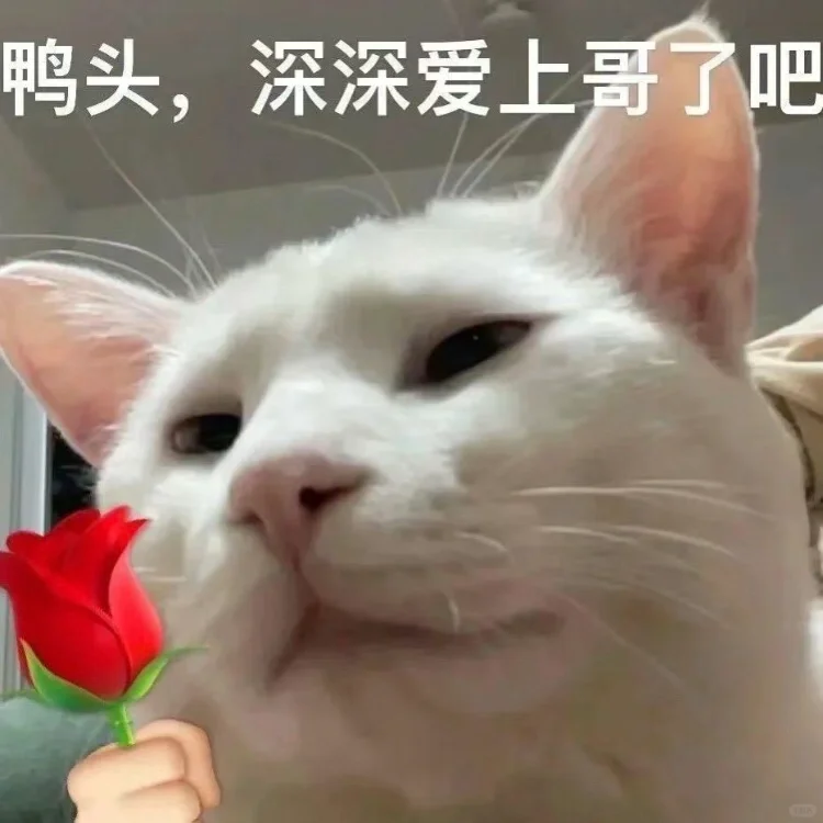 评论区交换手机里的“猫猫表情包”