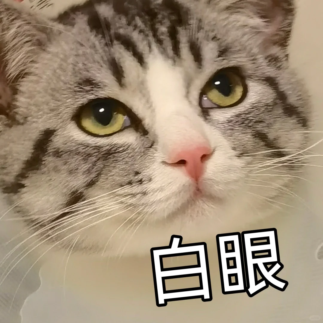 一些小猫咪的表情包