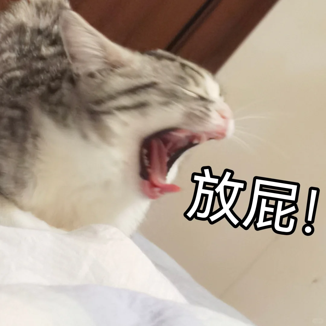 一些小猫咪的表情包