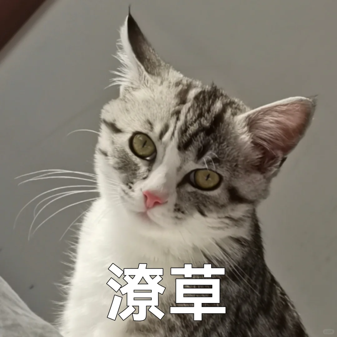 一些小猫咪的表情包