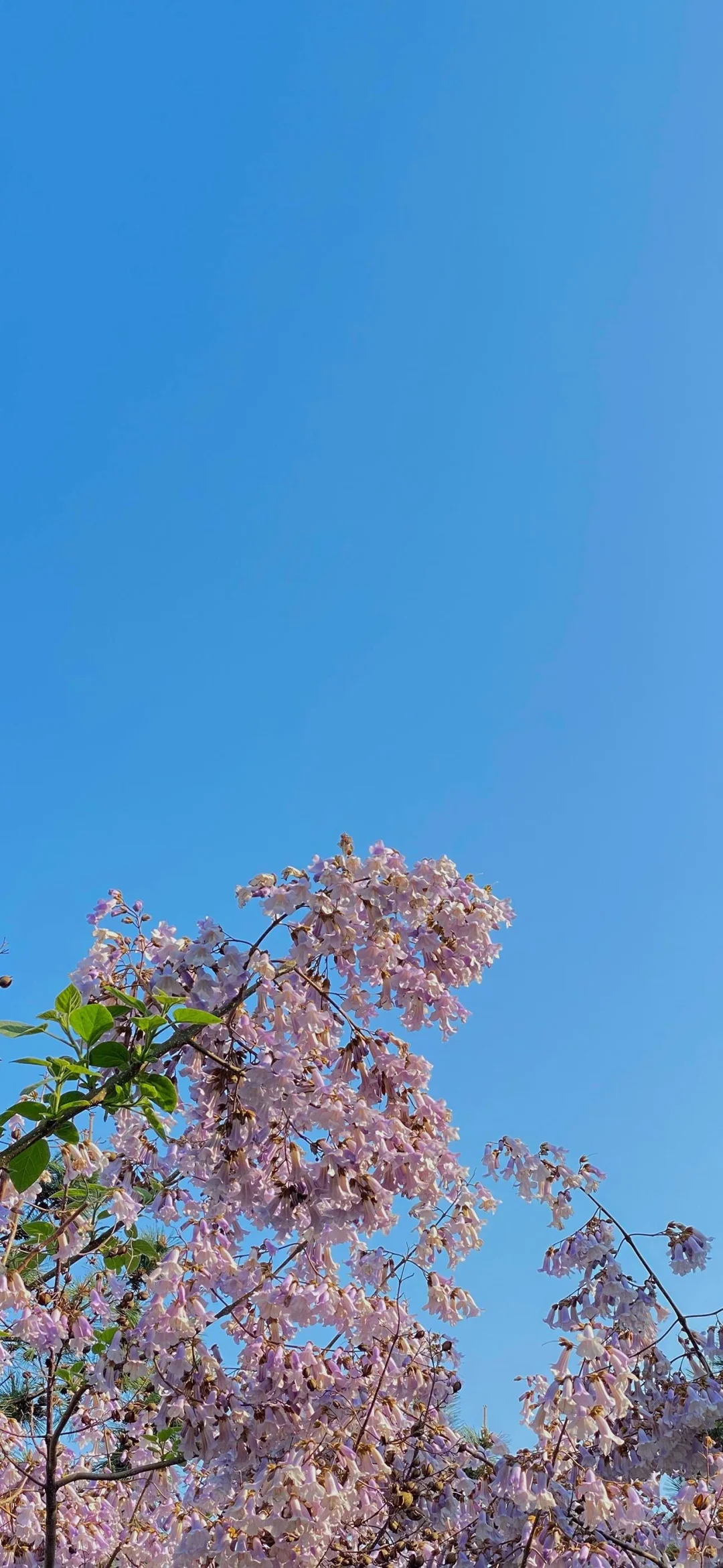 手机壁纸｜夏日风景?