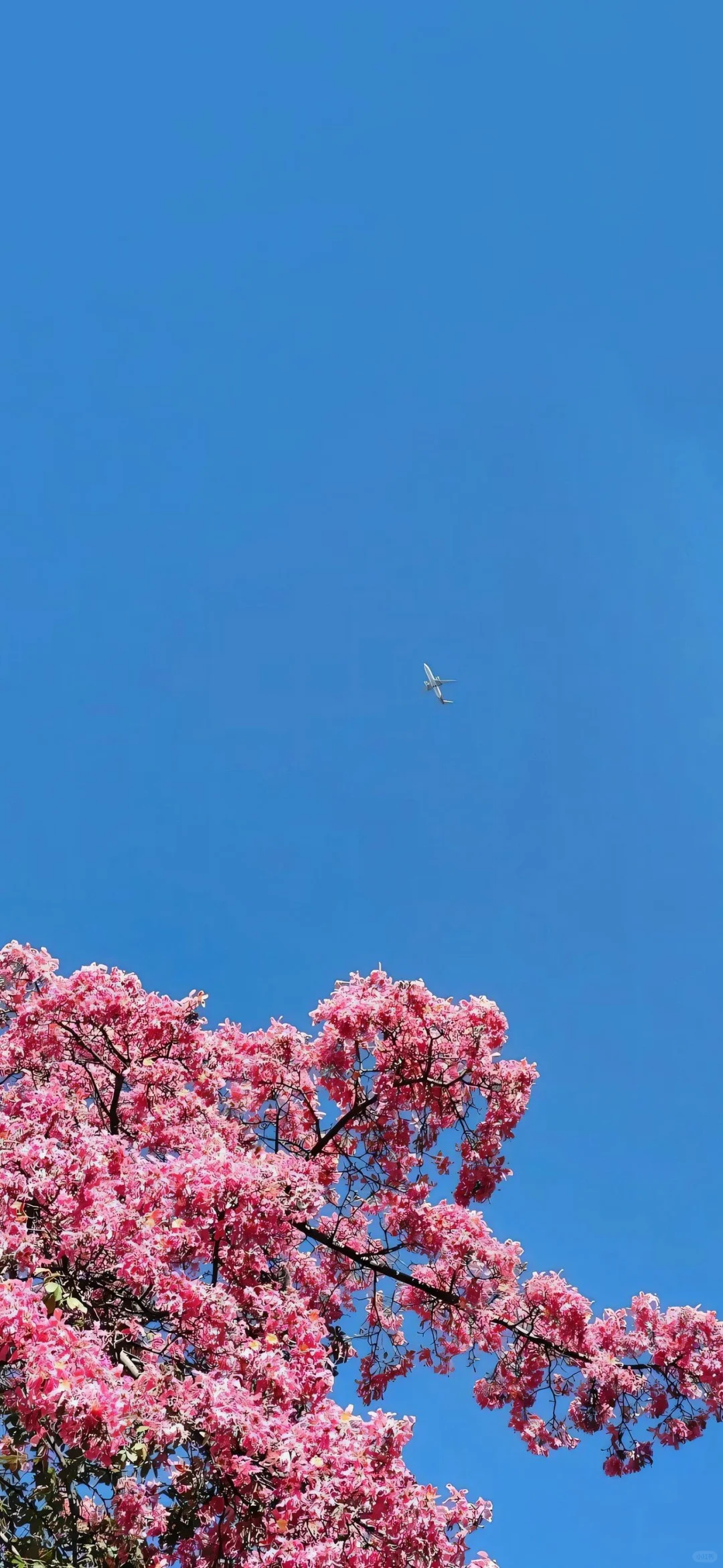 手机壁纸｜夏日风景?