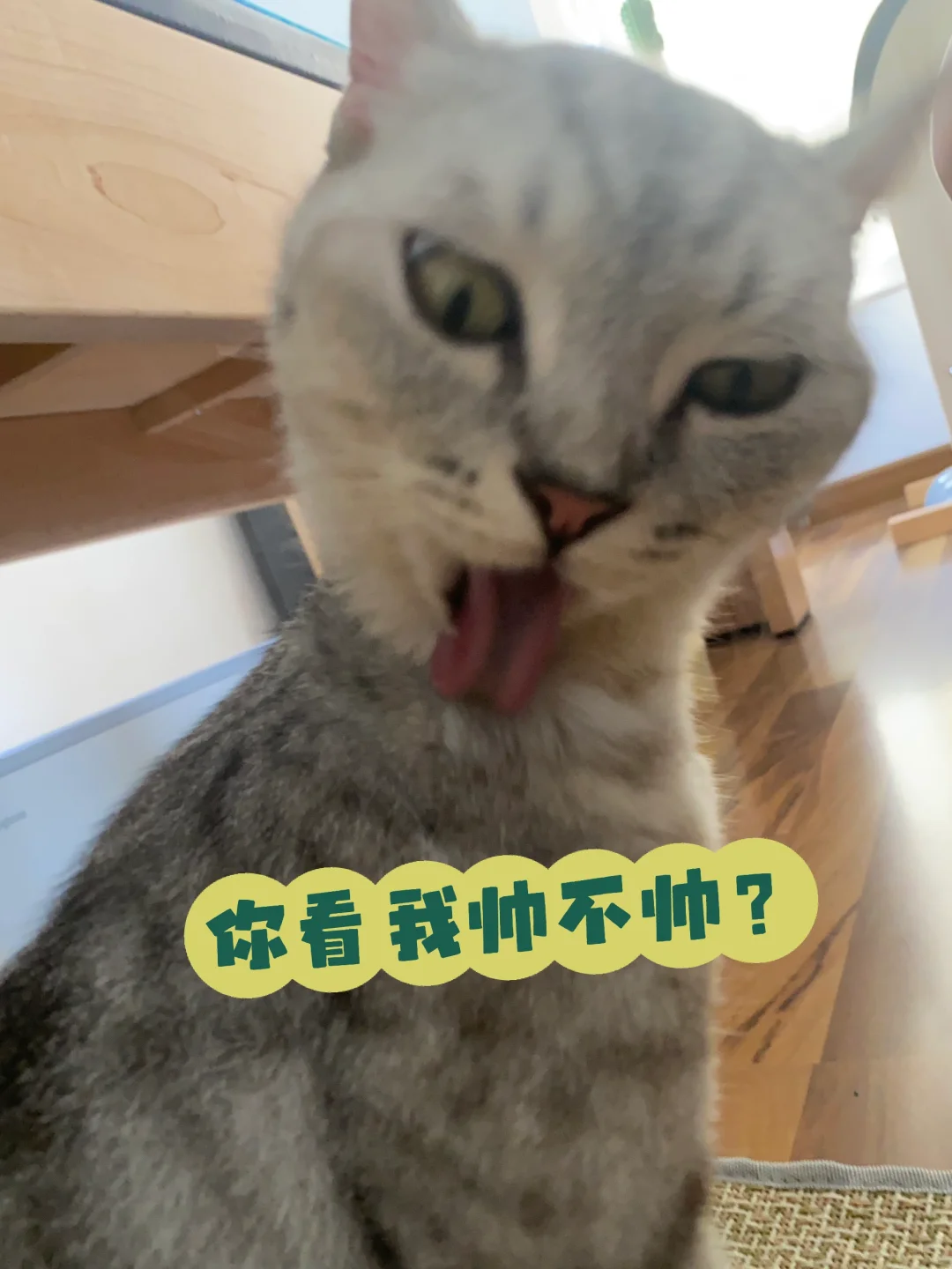 猫咪舔毛表情包