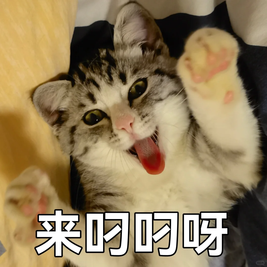 一些小猫咪的表情包