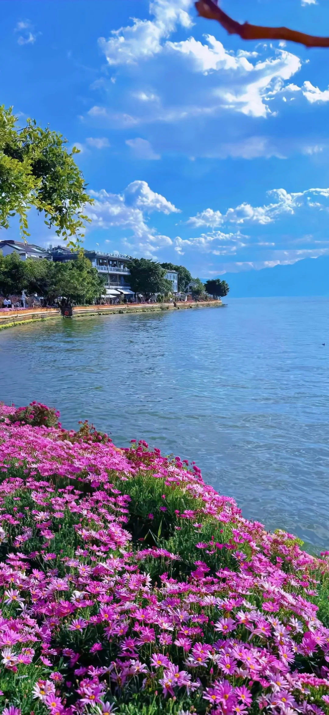 手机壁纸｜夏日风景?