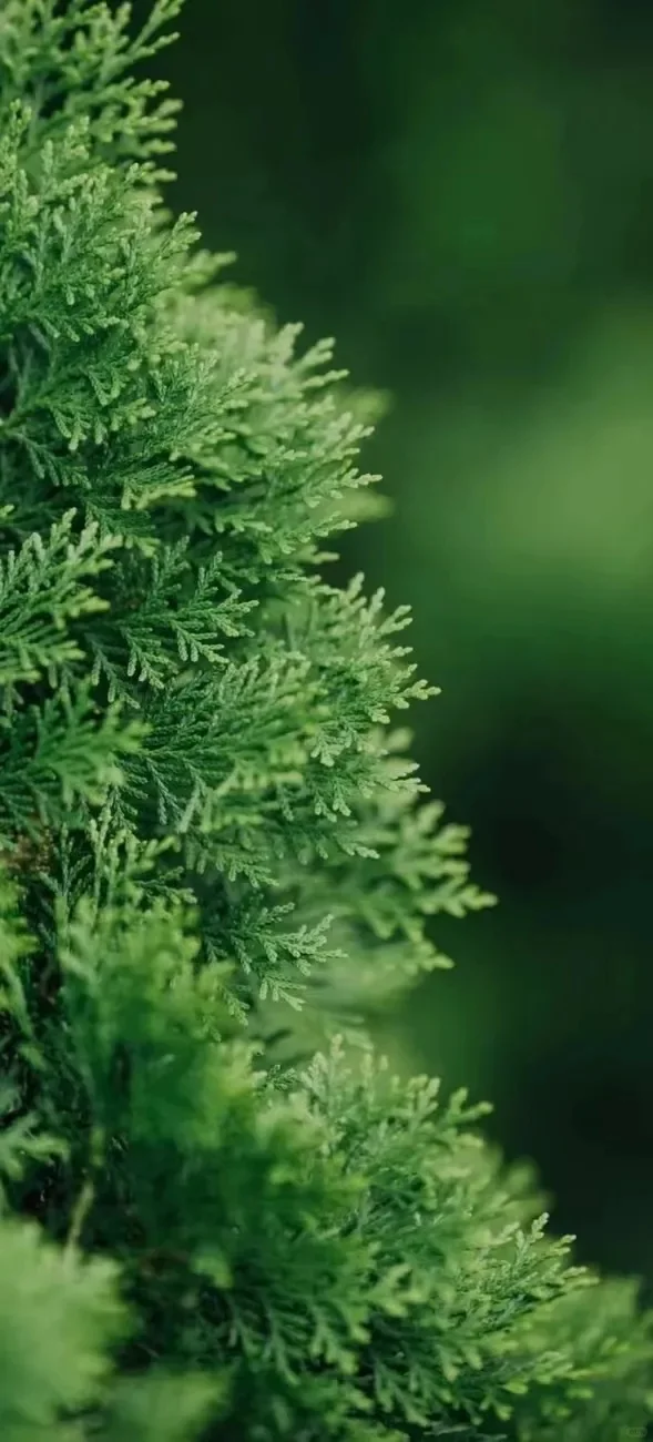 壁纸区 | 五行喜木壁纸，清新舒适