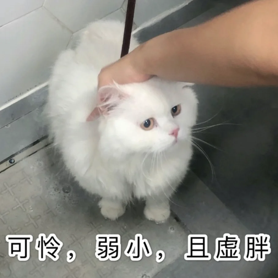 小猫咪可爱表情包～3️⃣