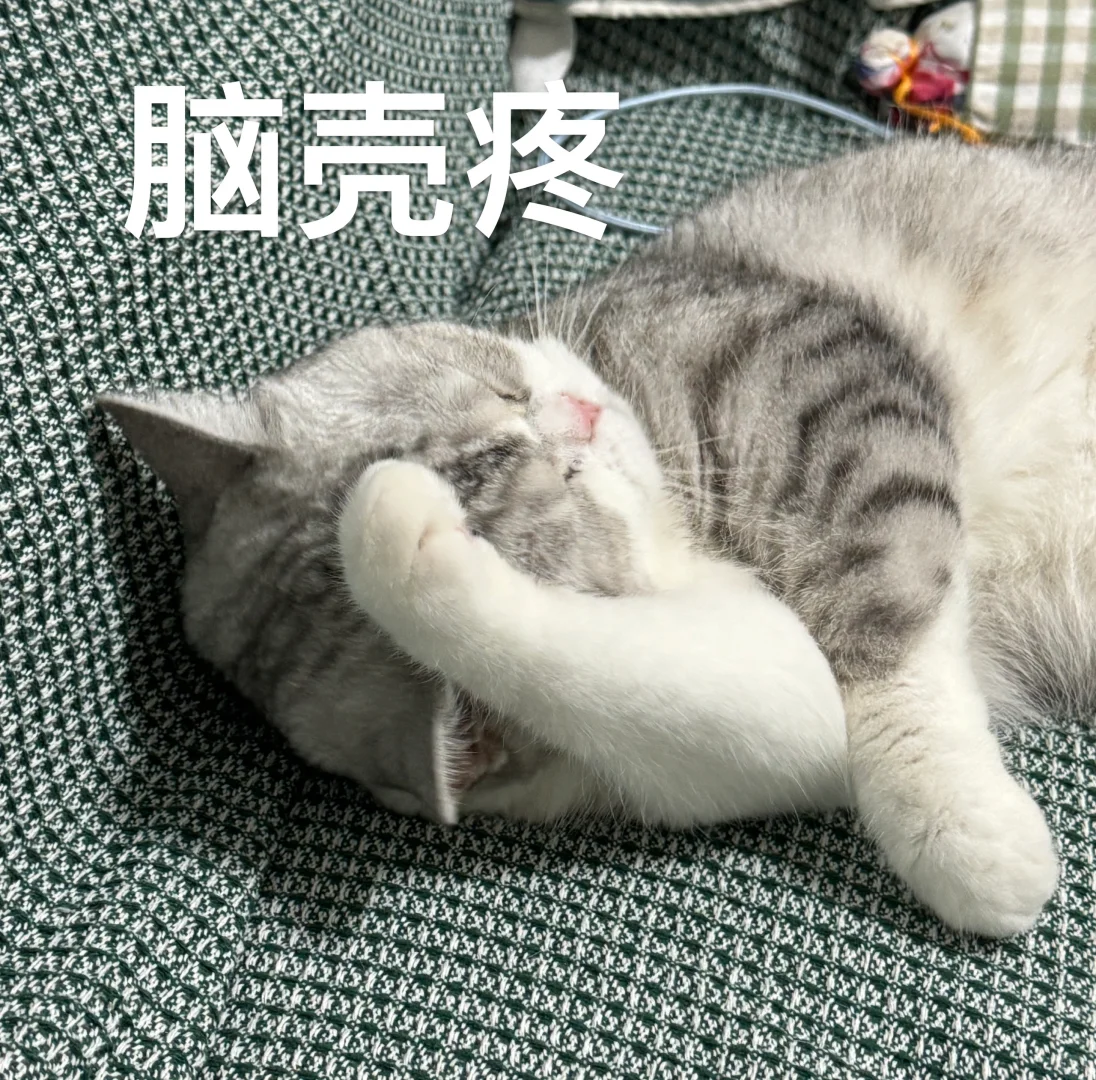 想看看你们家猫猫的搞笑表情包