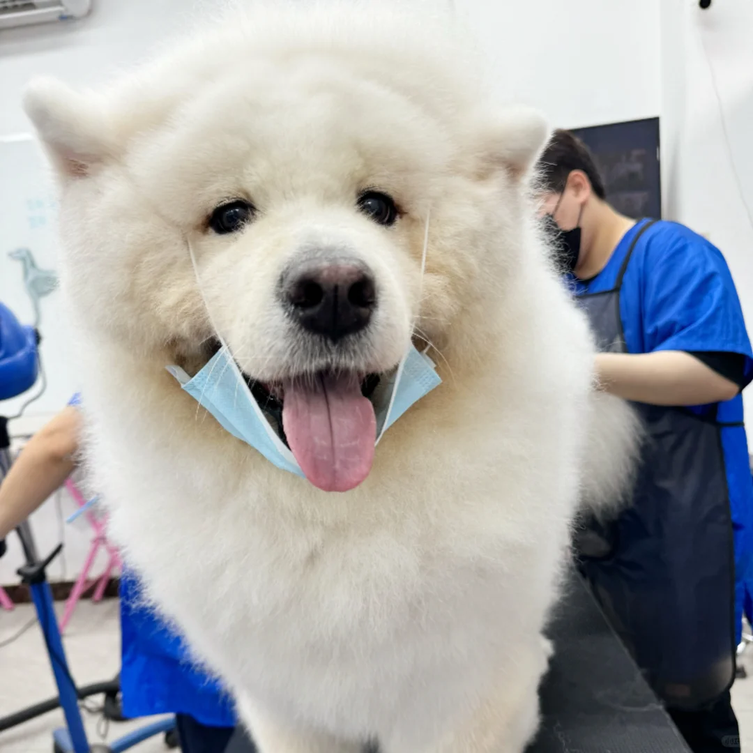 零基础学宠物美容-模特犬招募免费美容