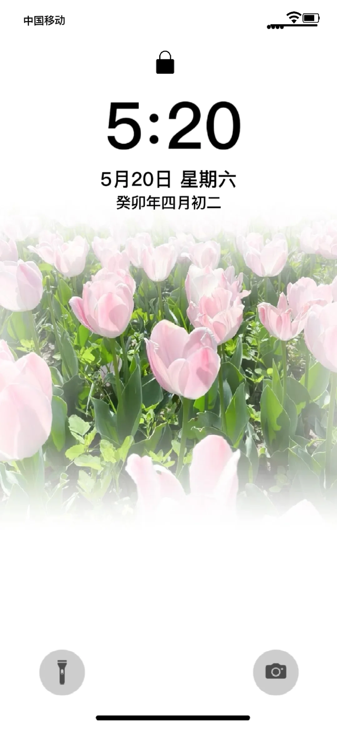 沦陷于郁金香赠予的温柔🌷|||壁纸背景 图