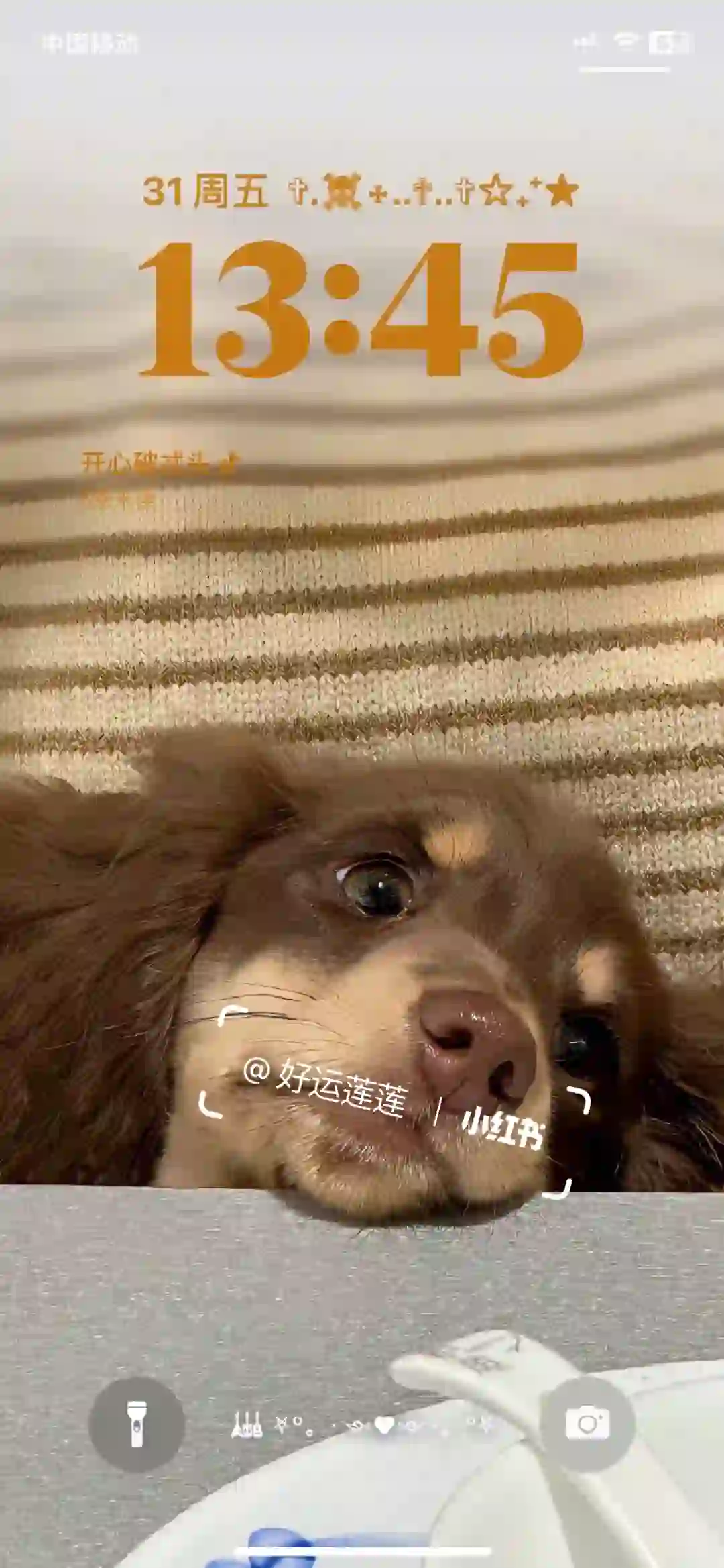 超绝可爱小狗壁纸🐶