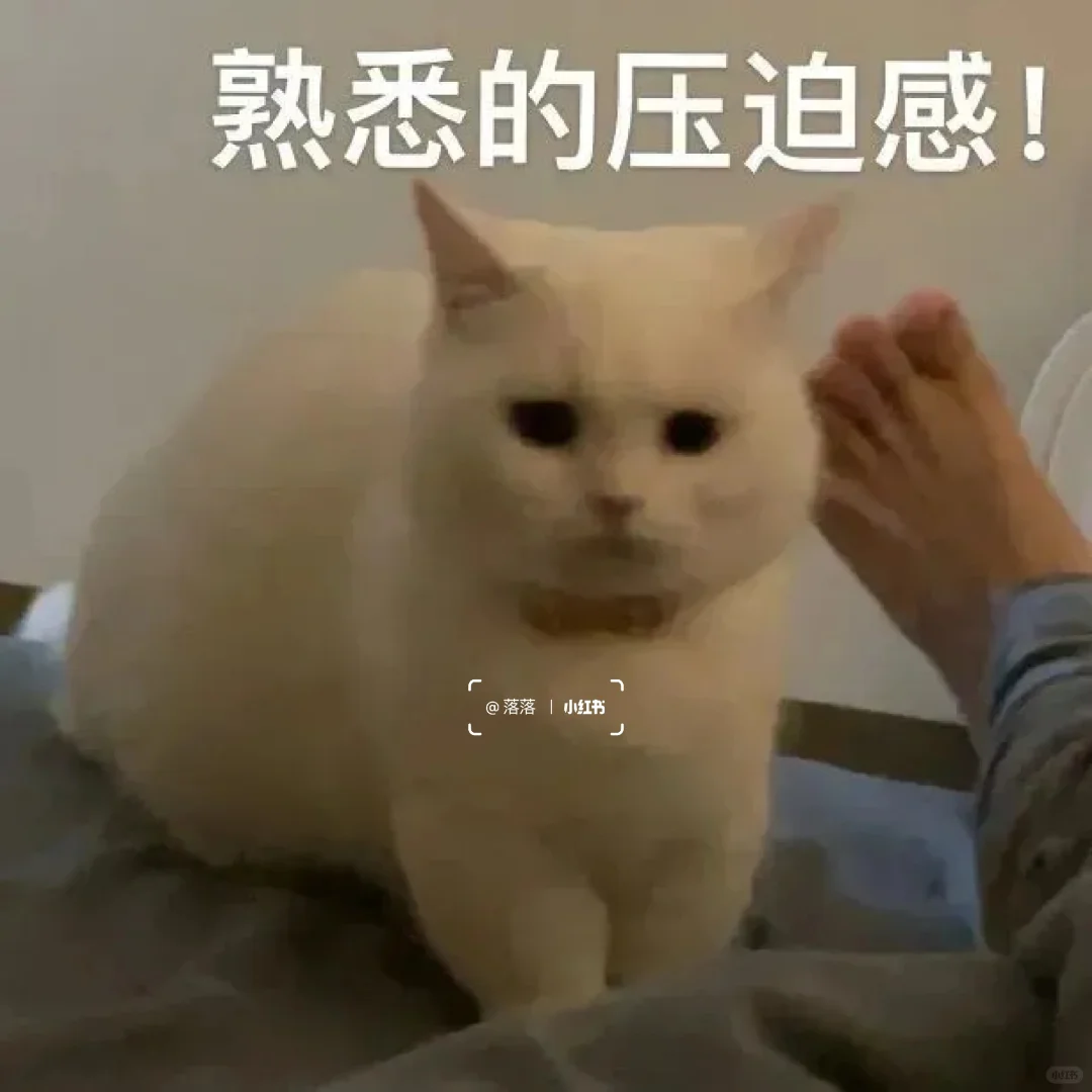 表情包Ⅰ拿去撩你家大猪蹄子??