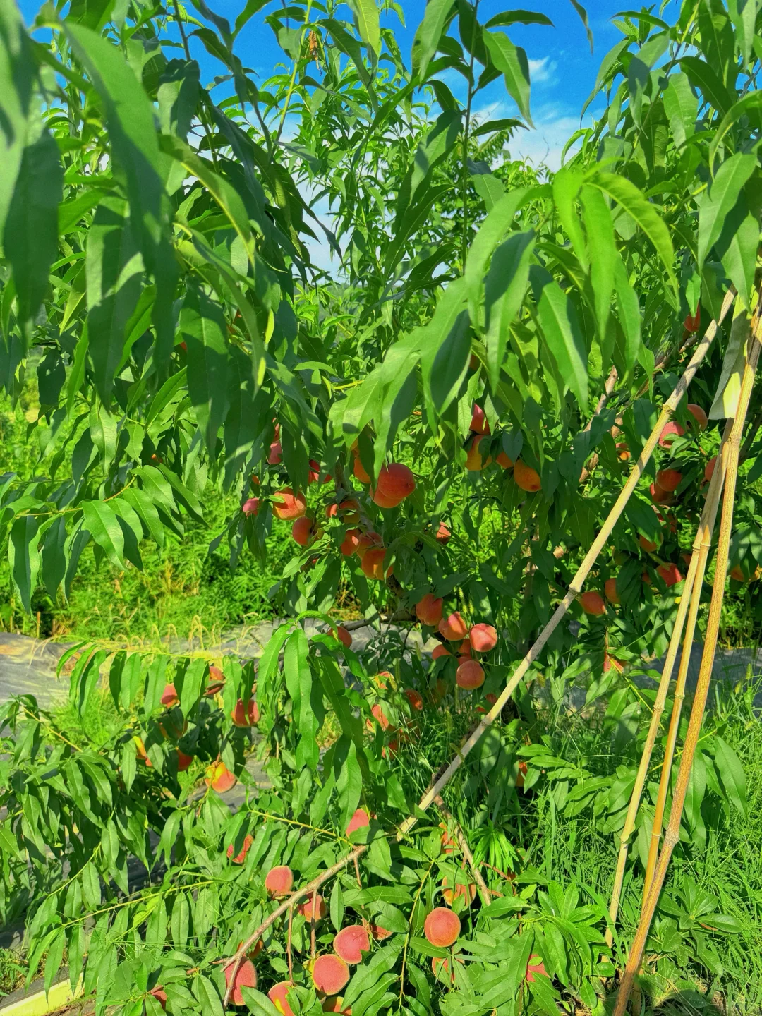 这个夏天的壁纸有啦