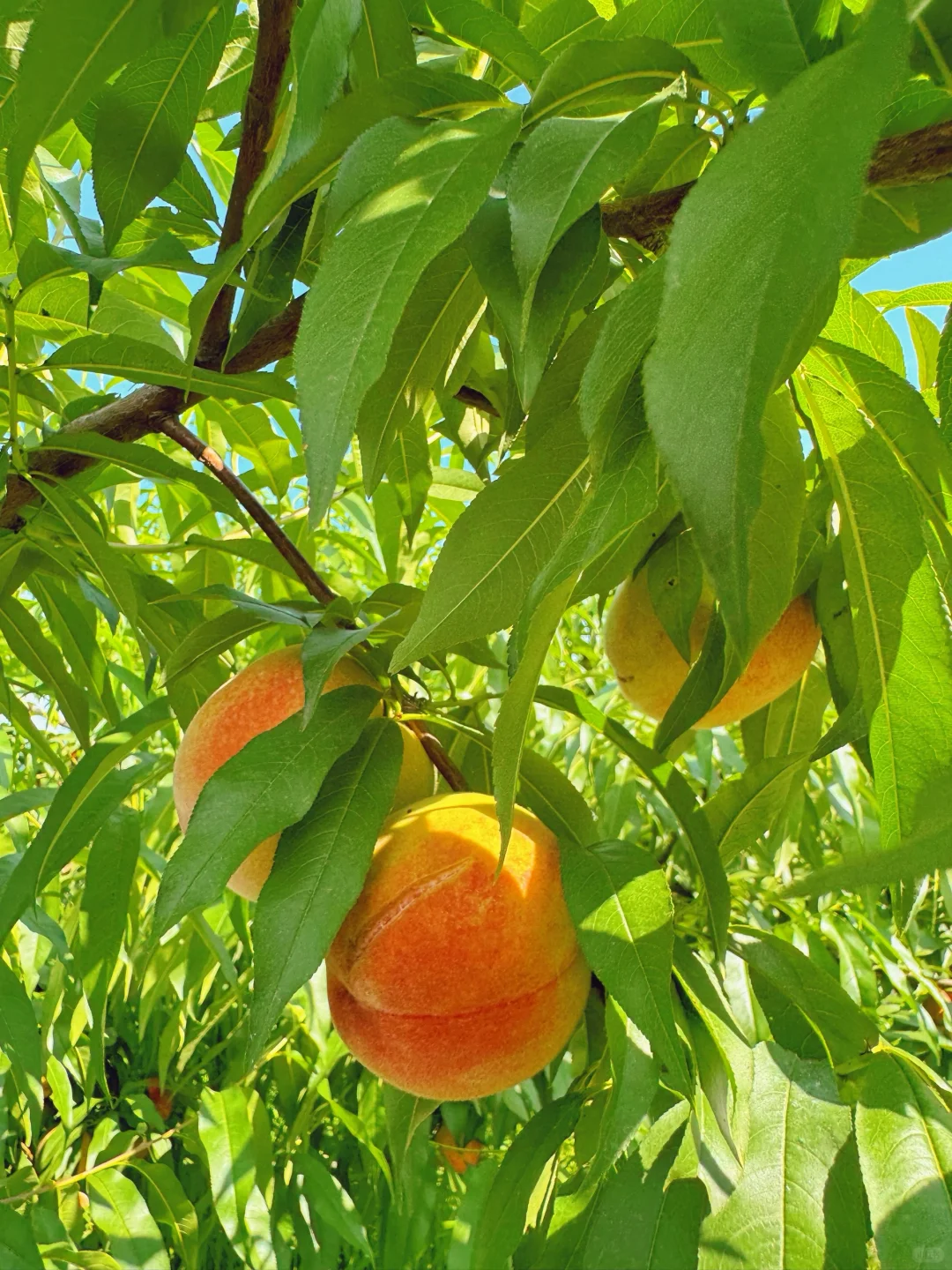 这个夏天的壁纸有啦