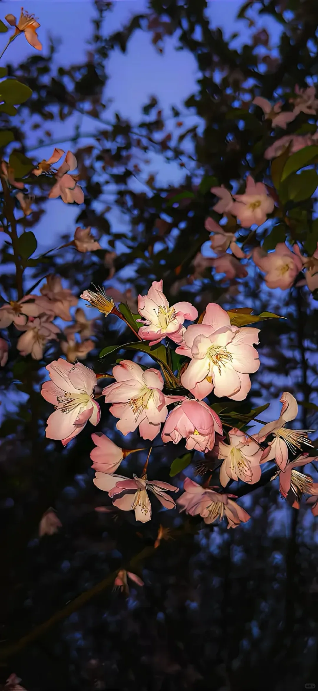 ?????"氛围感花花壁纸ins风