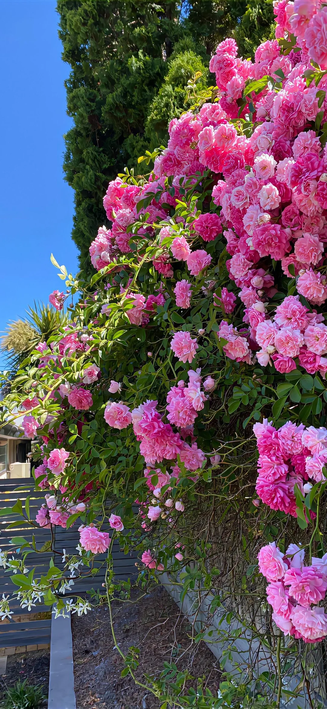 壁纸 | 把花花搬回家?ᶠˡᵒᵚᵉʳ