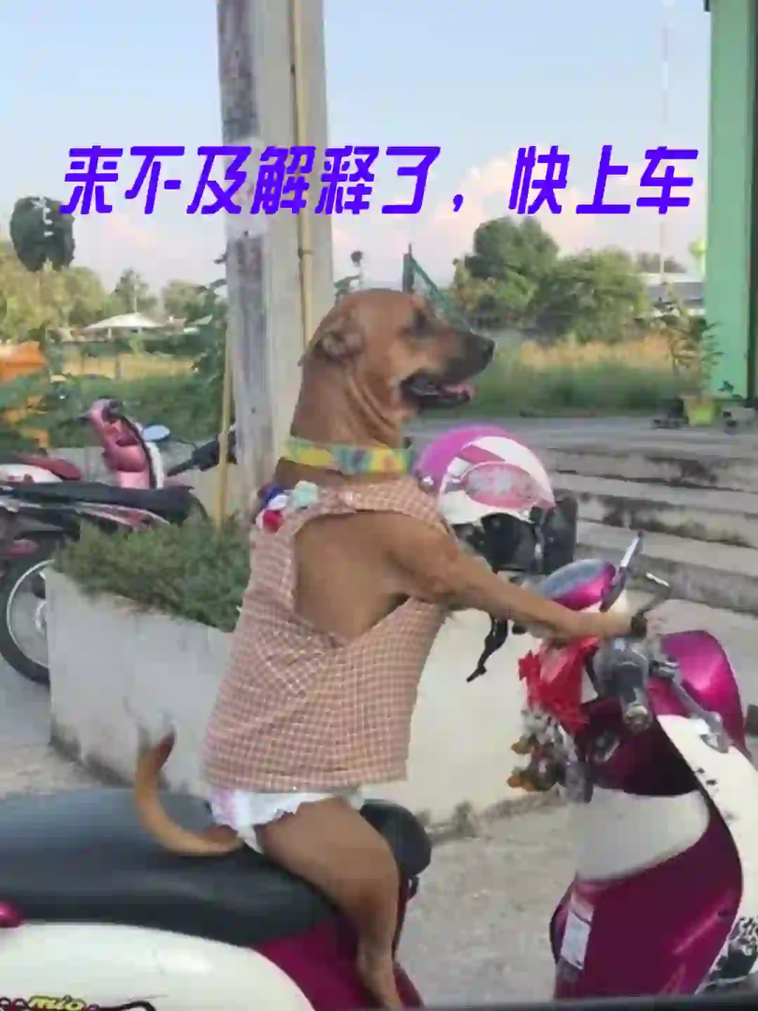 萌宠表情包之快上车