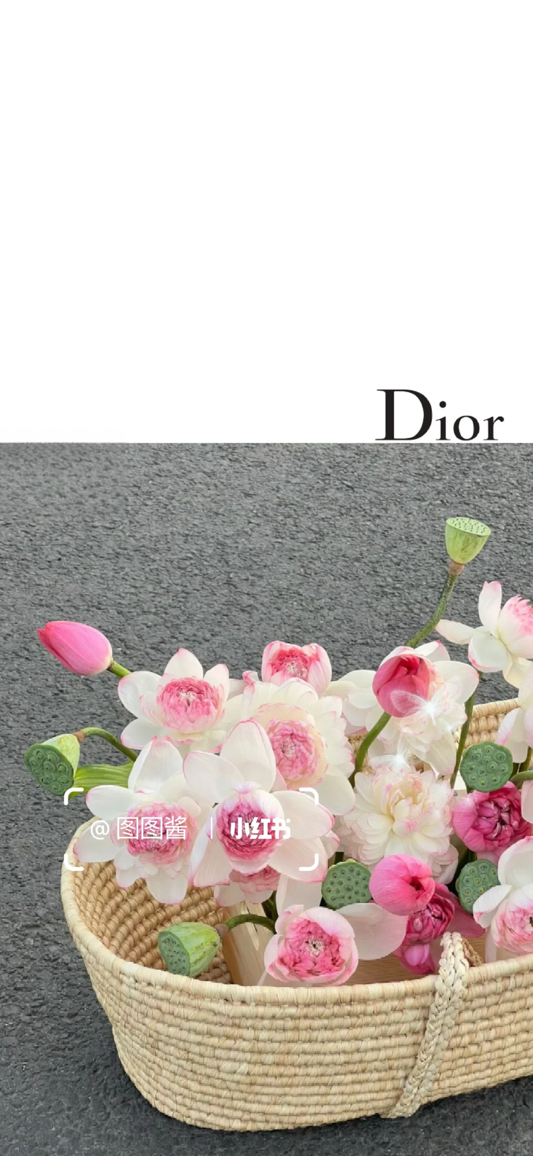 夏日浪漫从荷花开始｜Dior 荷花?手机壁纸