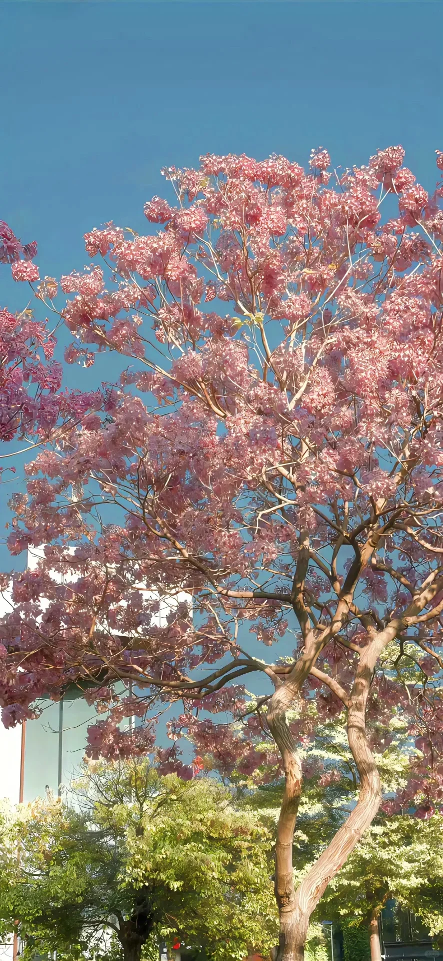 扑面而来的生命力，鲜花全面屏手机壁纸