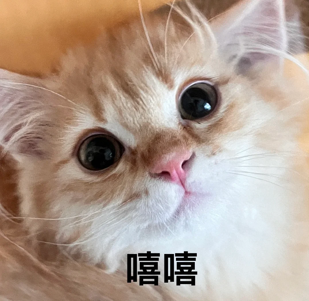 大家都用用自己的猫做表情包吗