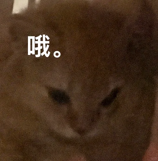 大家都用用自己的猫做表情包吗