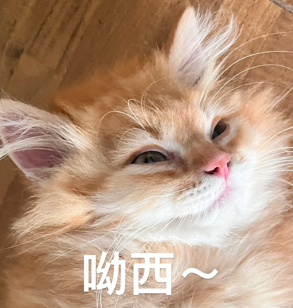 大家都用用自己的猫做表情包吗