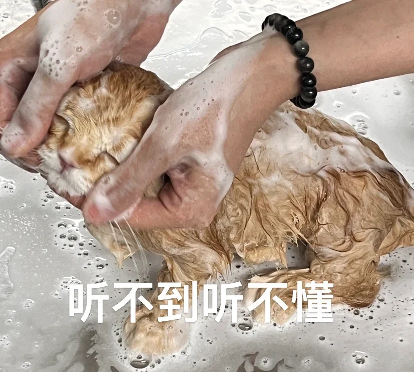 大家都用用自己的猫做表情包吗