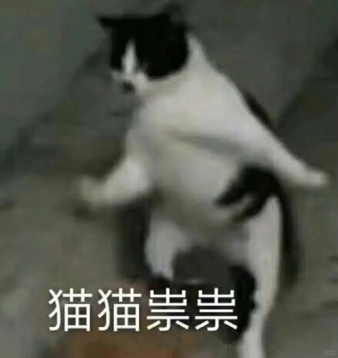 古灵精怪小猫表情包，闪亮登场