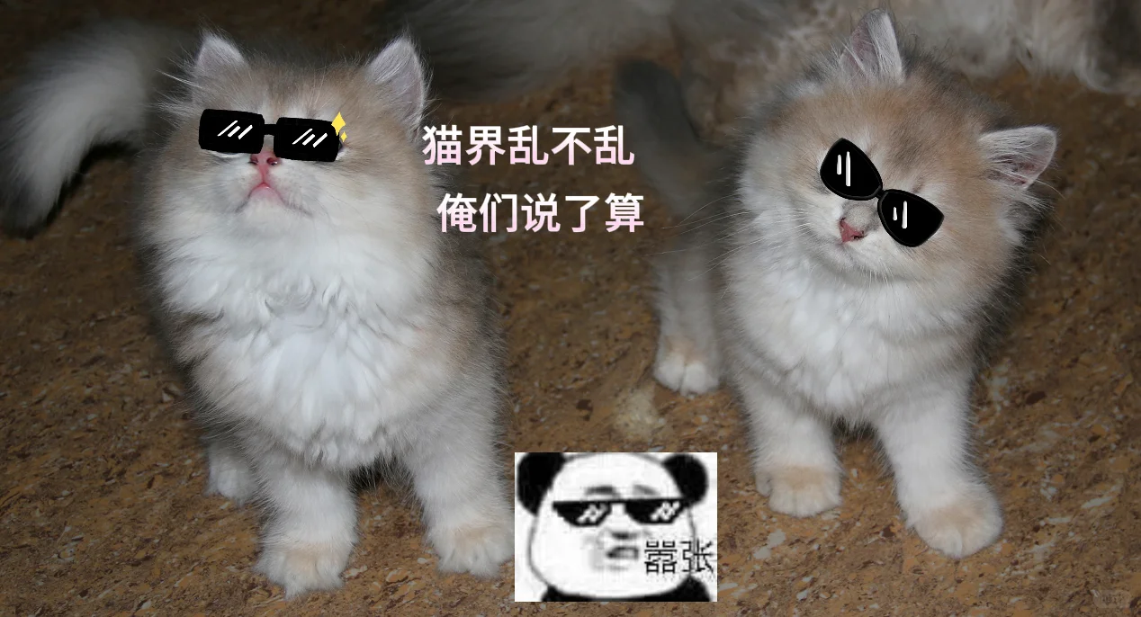 谁家的猫主子还没有表情包～一起来分享