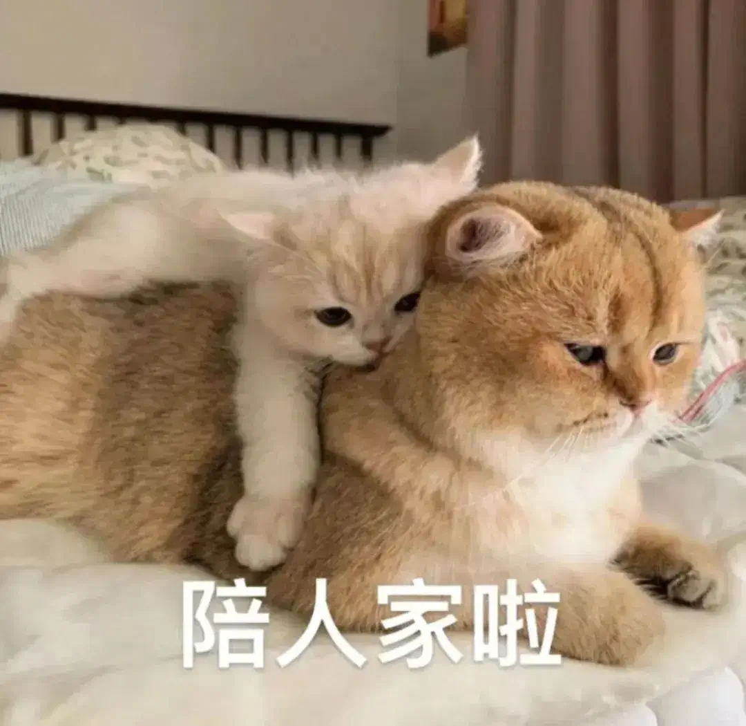 今天也是超级想你的~猫咪表情包