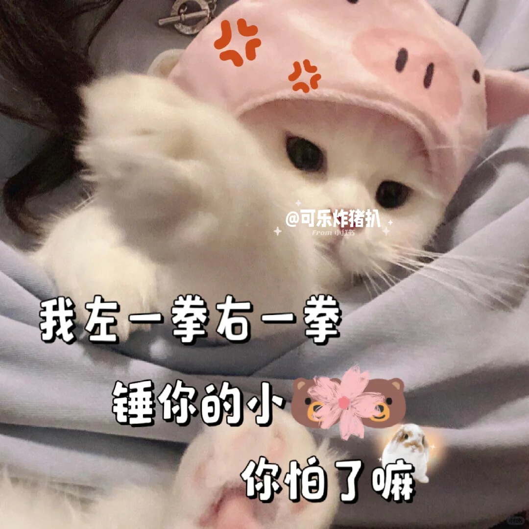 #027 小猫表情包