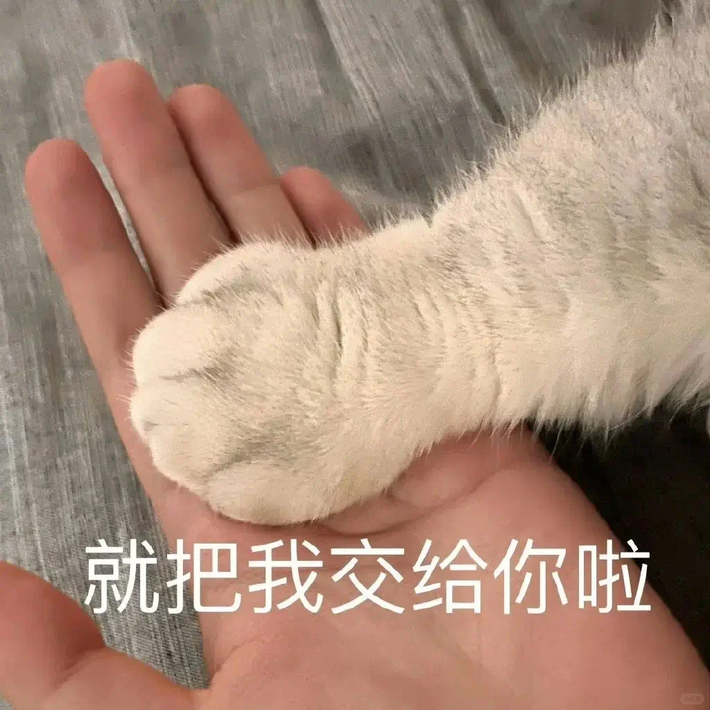 看完知道艾特谁吧~发给对象的猫咪表情包