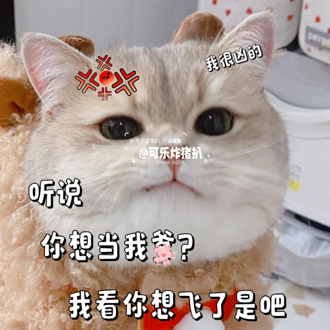 #027 小猫表情包