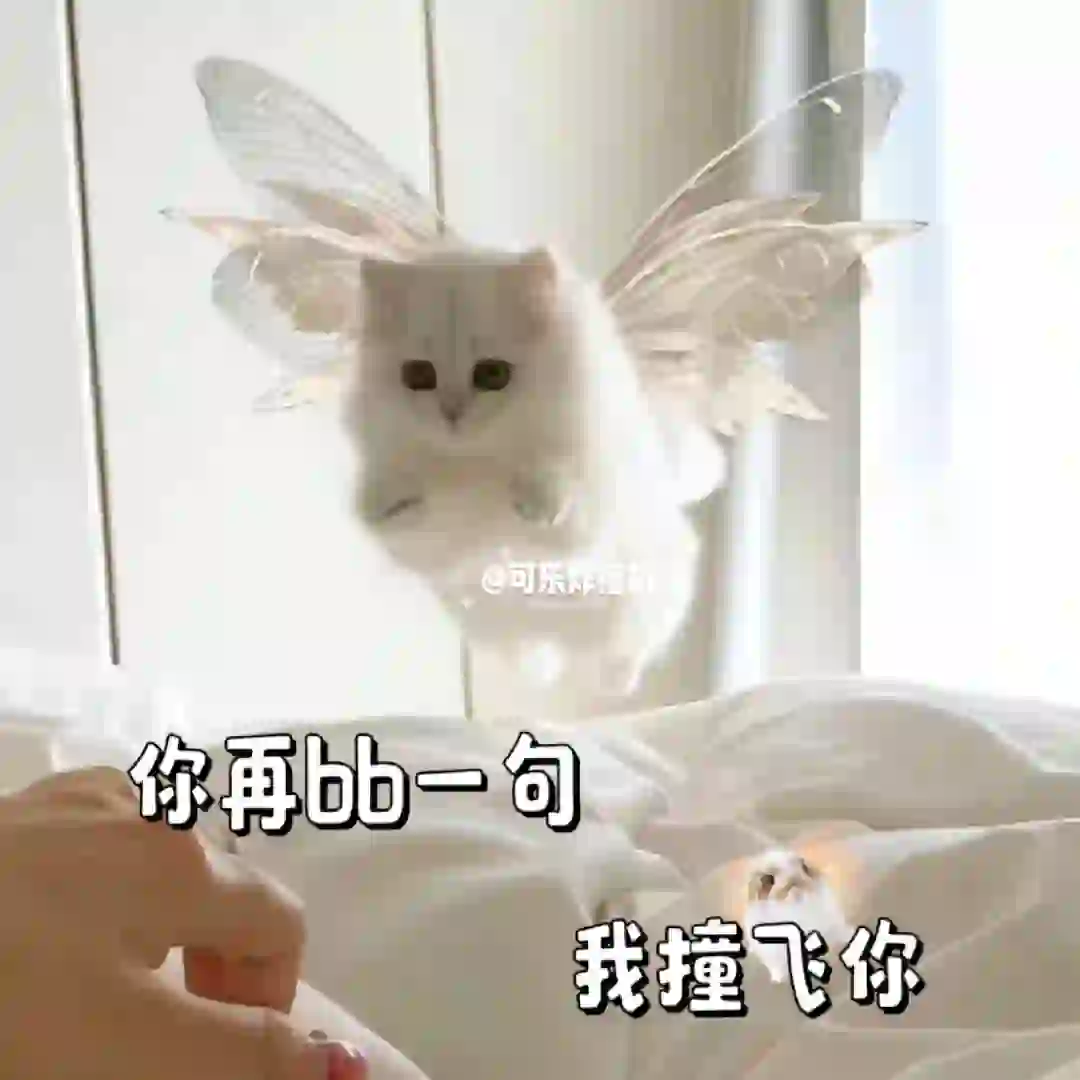 #027 小猫表情包