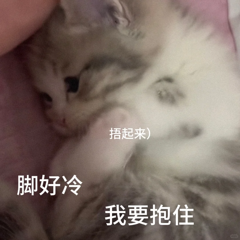 委屈小猫表情包，@crush来接你!