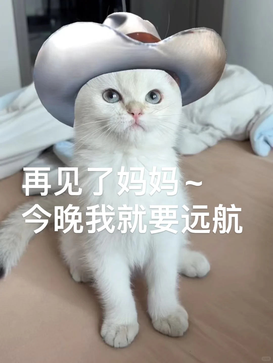 有人喜欢猫猫表情包吗？