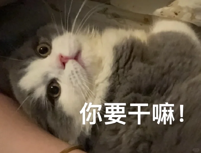 歪八小猫咪表情包！