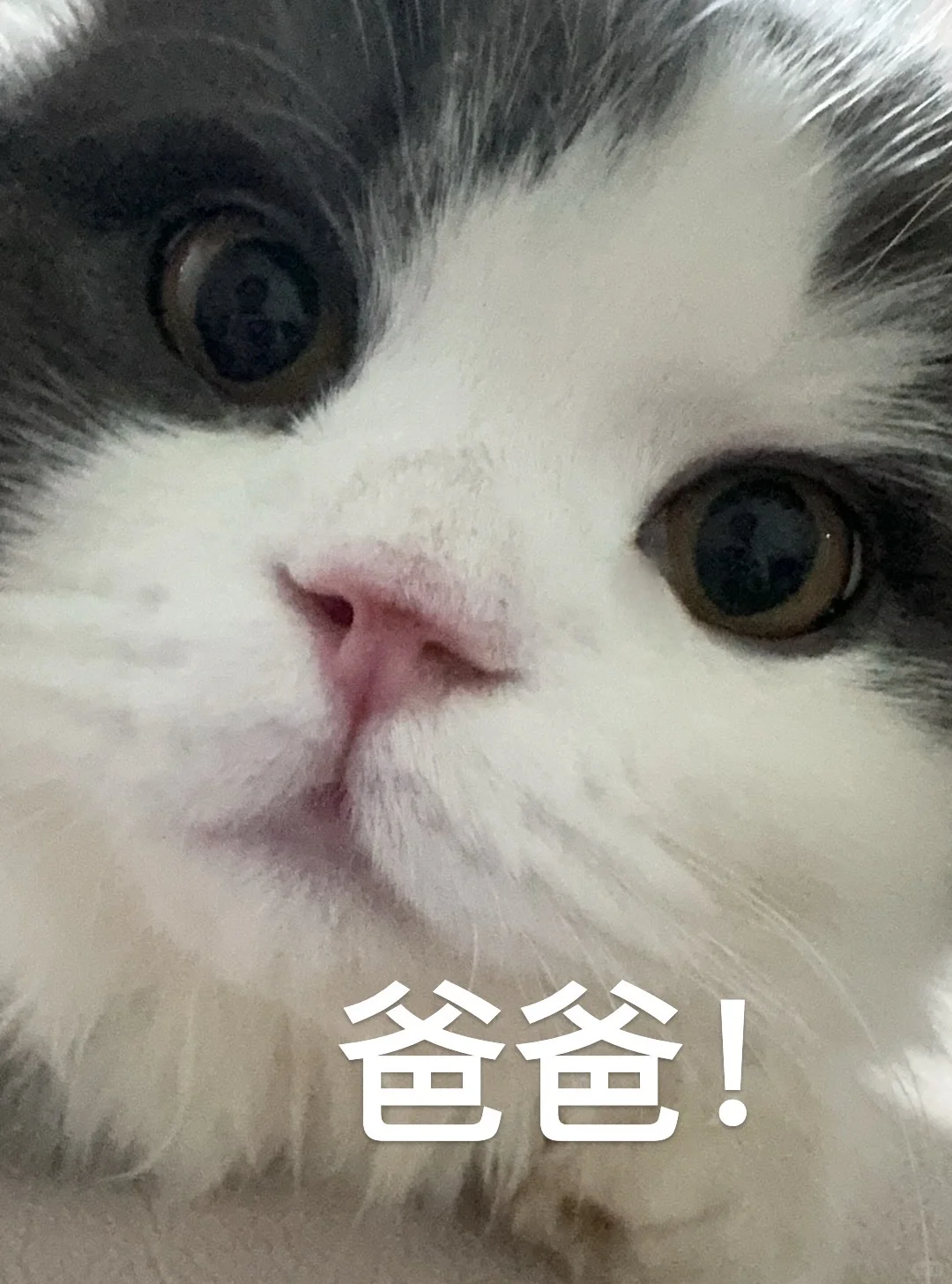 歪八小猫咪表情包！