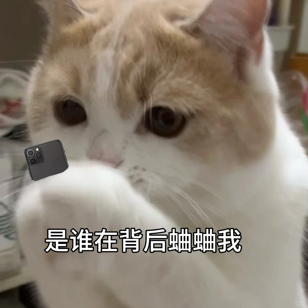 表情包｜这个世界不能没有小猫