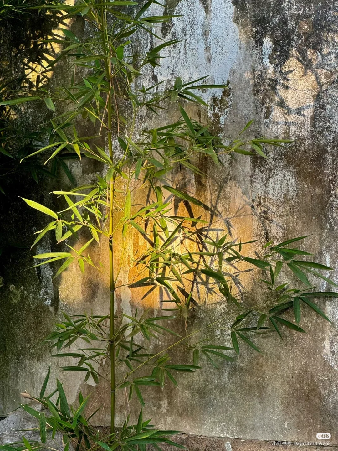 这是上期评论区，想看壁纸的朋友们！它来了